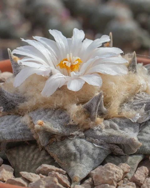 Ariocarpus retusus