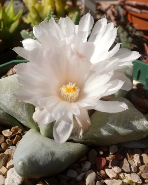 Ariocarpus retusus var. furfuraceus