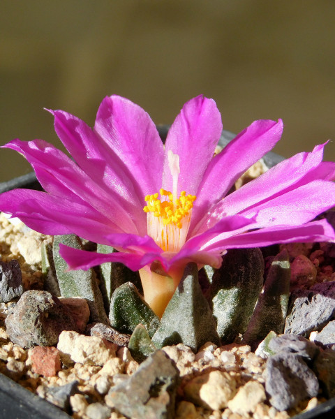 Ariocarpus scaphirostris
