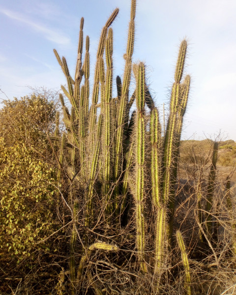 Armatocereus cartwrightianus