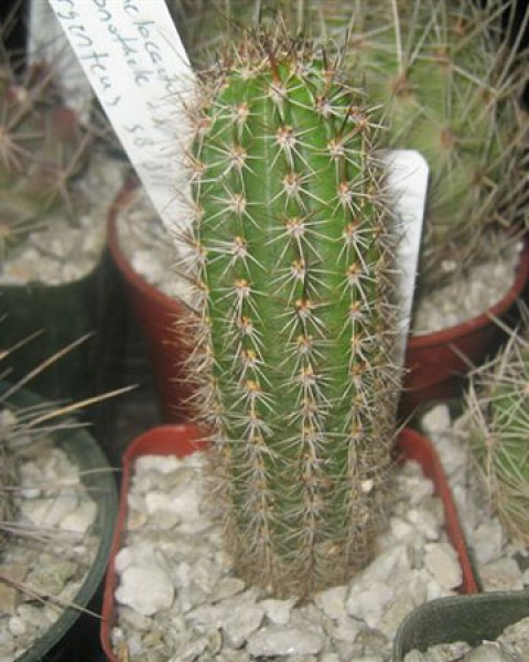 Armatocereus Godingianus