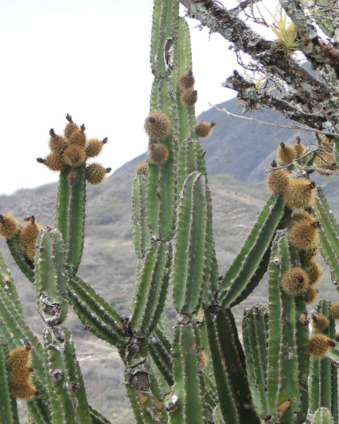 Armatocereus godingianus