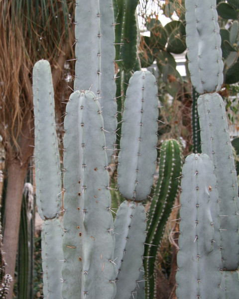 Armatocereus laetus