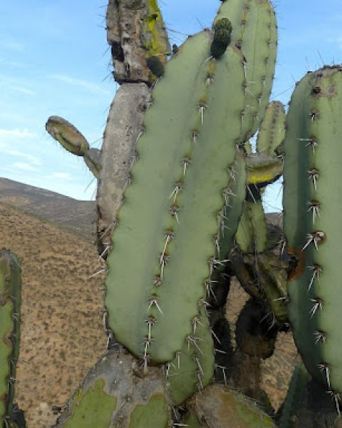Armatocereus matucanensis