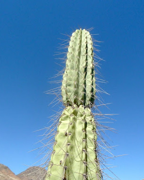Armatocereus procerus