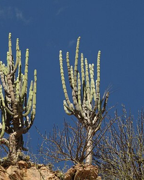 Armatocereus rauhii