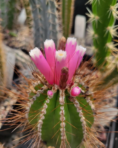 Arrojadoa bahiensis