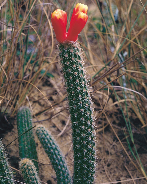 Arrojadoa dinae