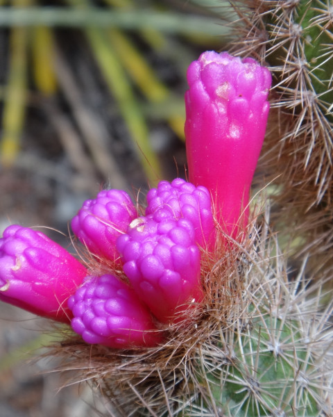 Arrojadoa rhodantha