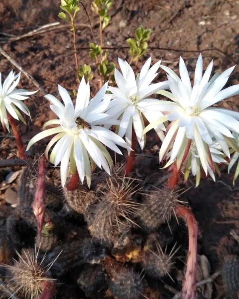 Arthrocereus glaziovii