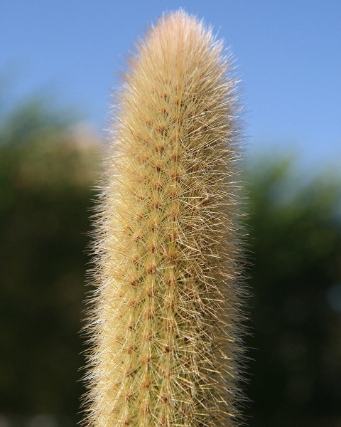 Arthrocereus melanurus