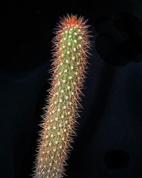 Arthrocereus Melanurus