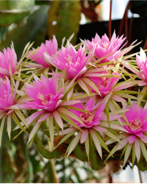 Arthrocereus rondonianus