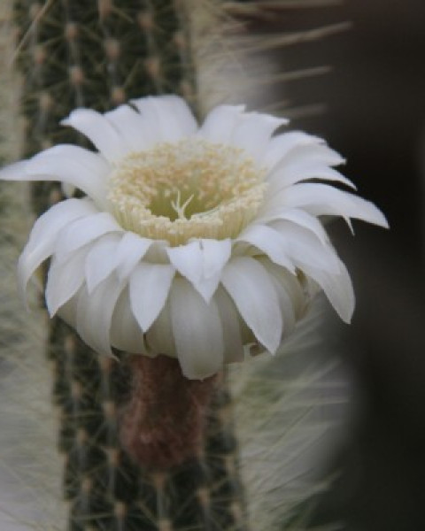 Arthrocereus spinosissimus