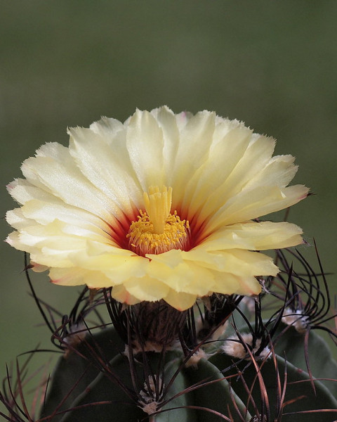 Astrophytum capricorne var. senile