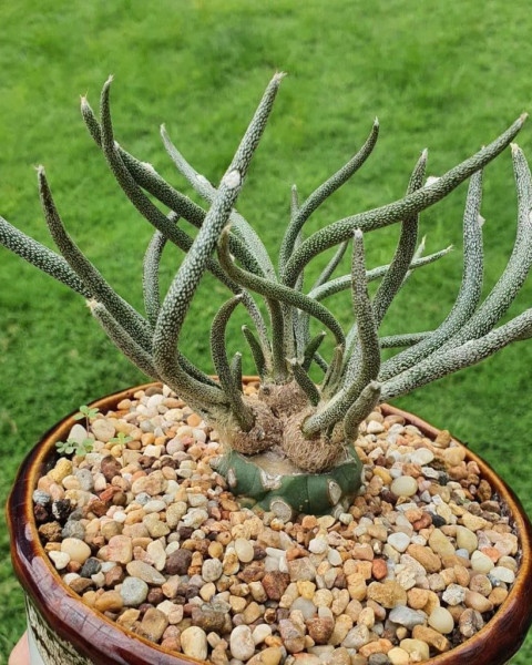 Astrophytum caput-medusae