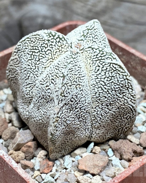 Astrophytum myriostigma 'Onzuka Quadricostatum'