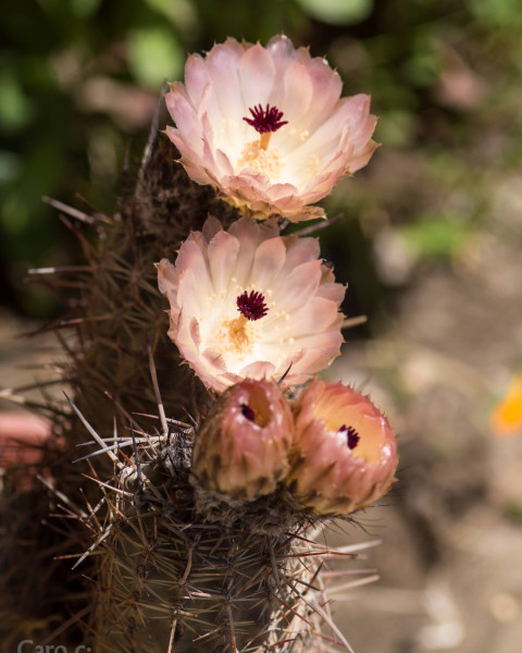 Austrocactus bertinii