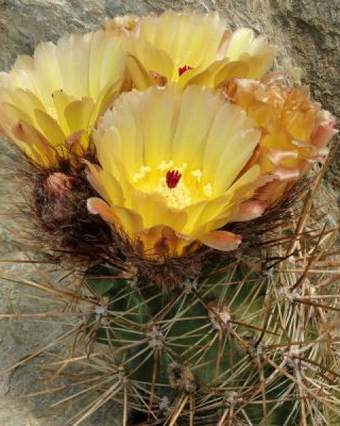 Austrocactus patagonicus