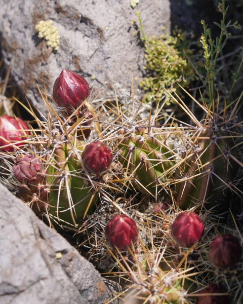 Austrocactus spiniflorus