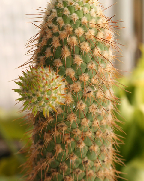 Austrocylindropuntia pachypus