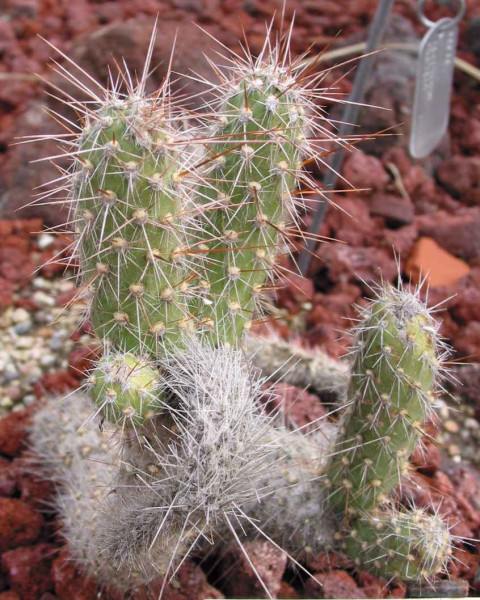 Austrocylindropuntia shaferi
