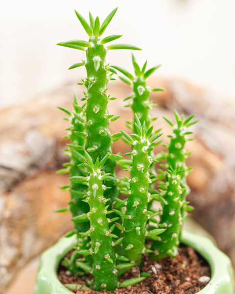 Austrocylindropuntia subulata