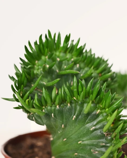 Austrocylindropuntia subulata 'Cristata'