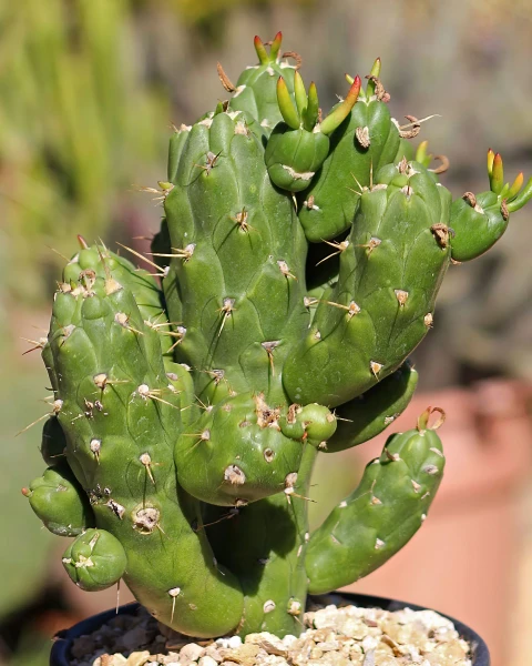 Austrocylindropuntia subulata 'Gumby'