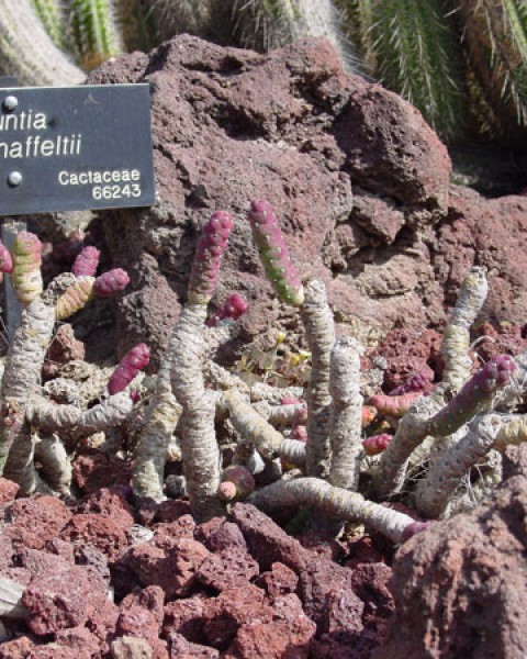 Austrocylindropuntia Verschaffeltii