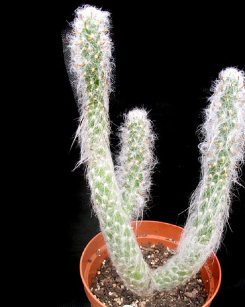 Austrocylindropuntia Vestita