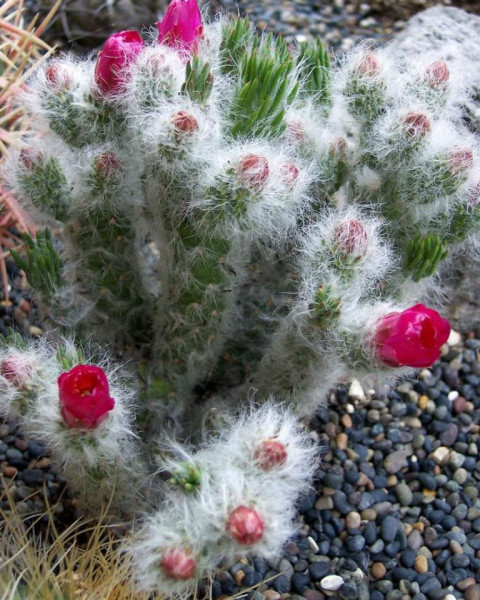 Austrocylindropuntia vestita