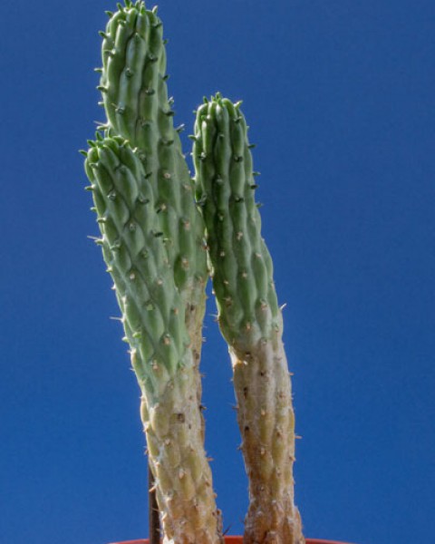 Austrocylindropuntia Yanganucensis