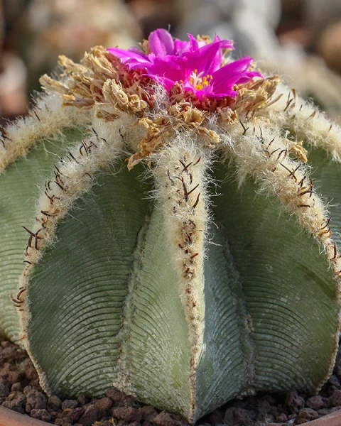 Aztekium hintonii