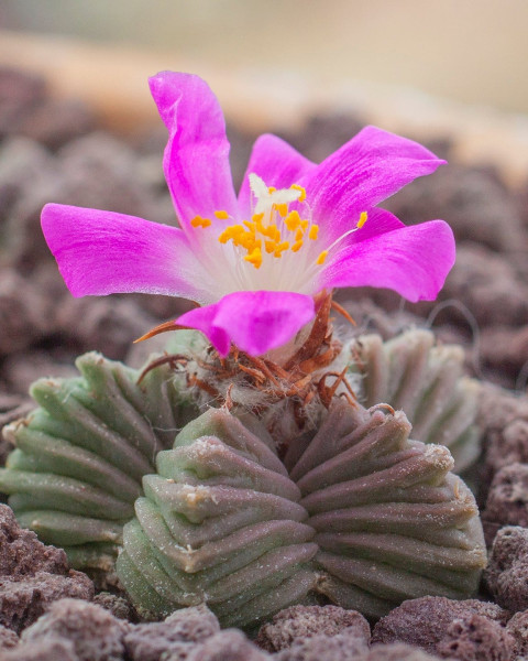Aztekium valdezii