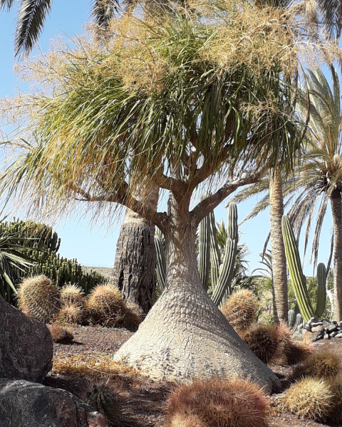 Beaucarnea