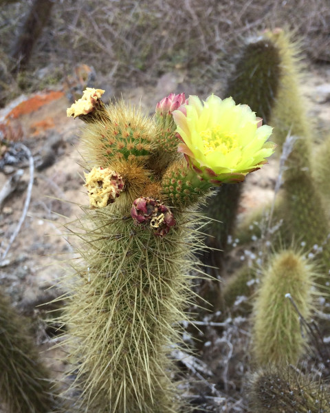 Bergerocactus emoryi