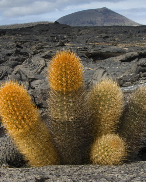 Brachycereus nesioticus