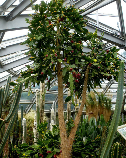 Brasiliopuntia brasiliensis