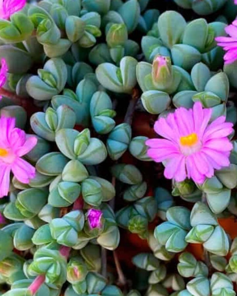 Braunsia maximiliani