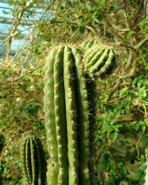 Browningia chlorocarpa
