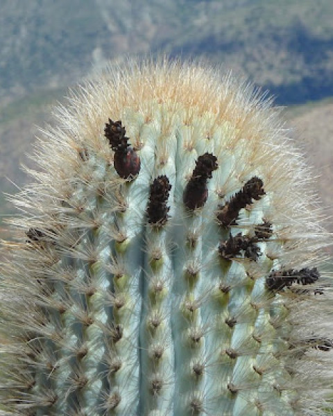 Browningia columnaris