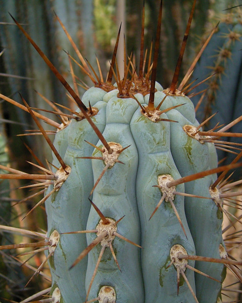 Browningia hertlingiana