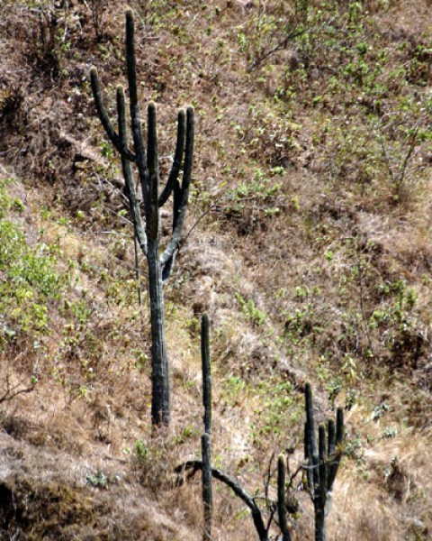 Browningia Microsperma