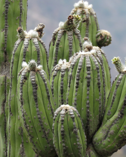 Browningia pilleifera
