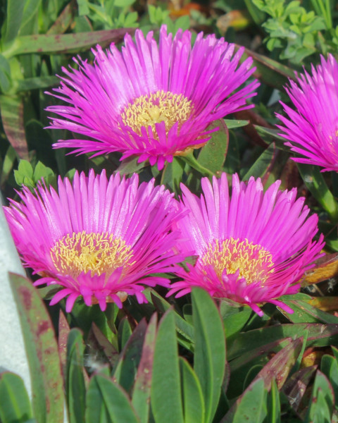 Carpobrotus