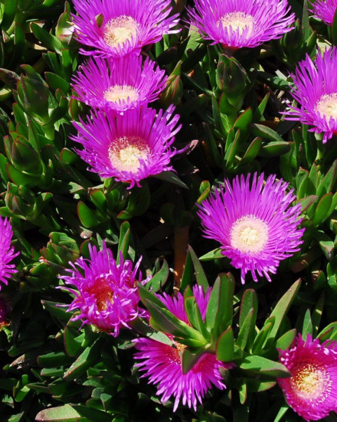 Carpobrotus acinaformis