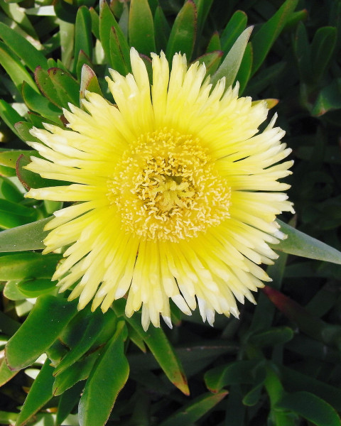 Carpobrotus edulis