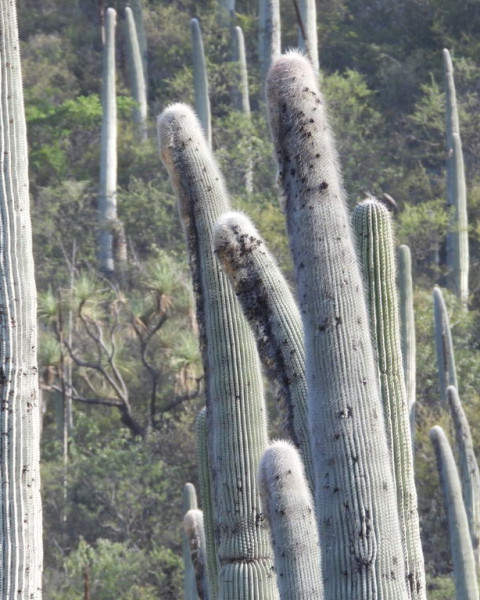 Cephalocereus columna-trajani