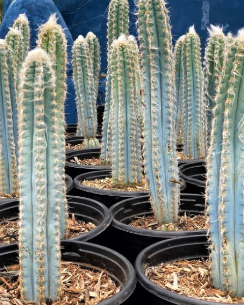 Cephalocereus glaucochrous